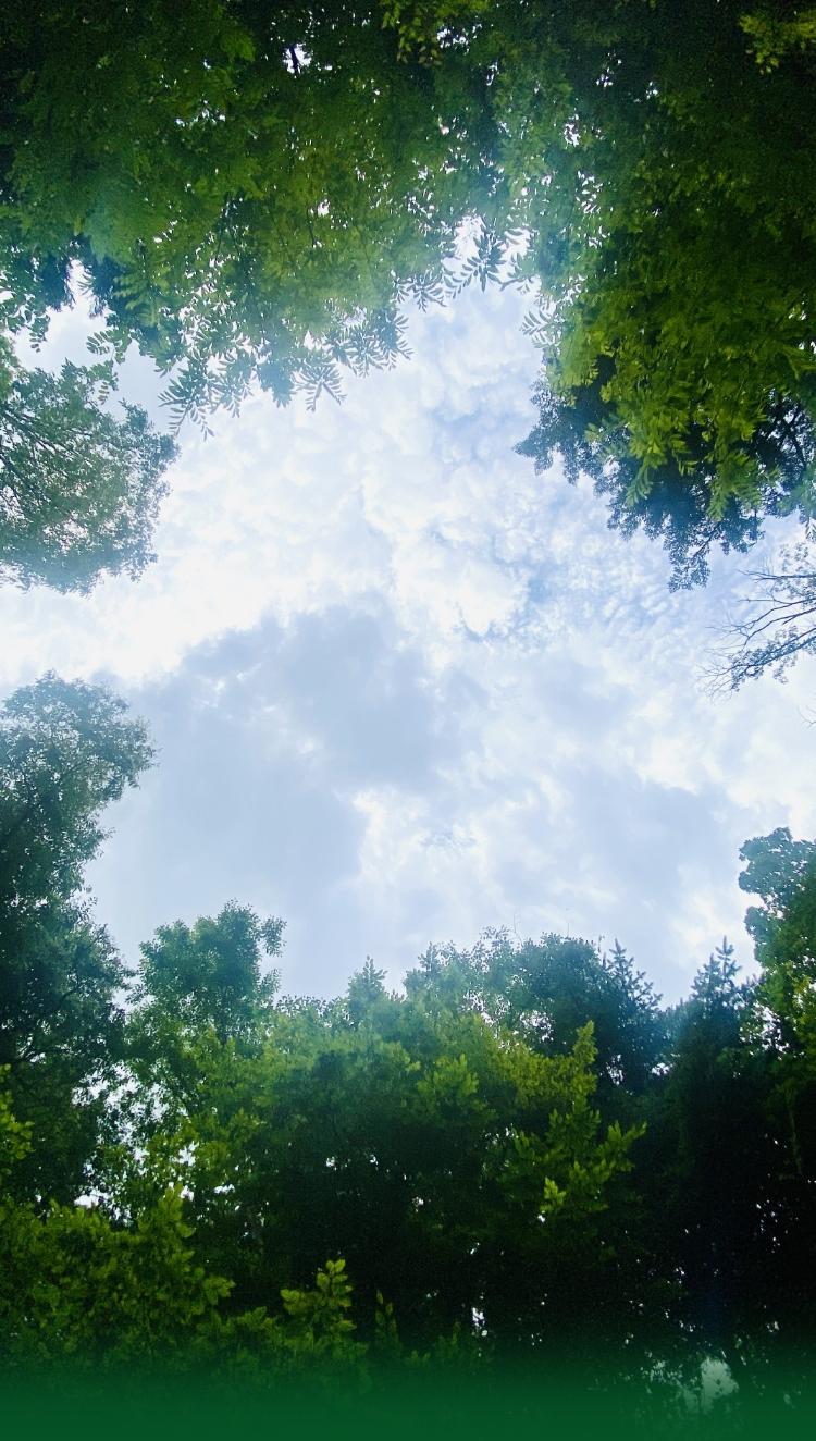 森林