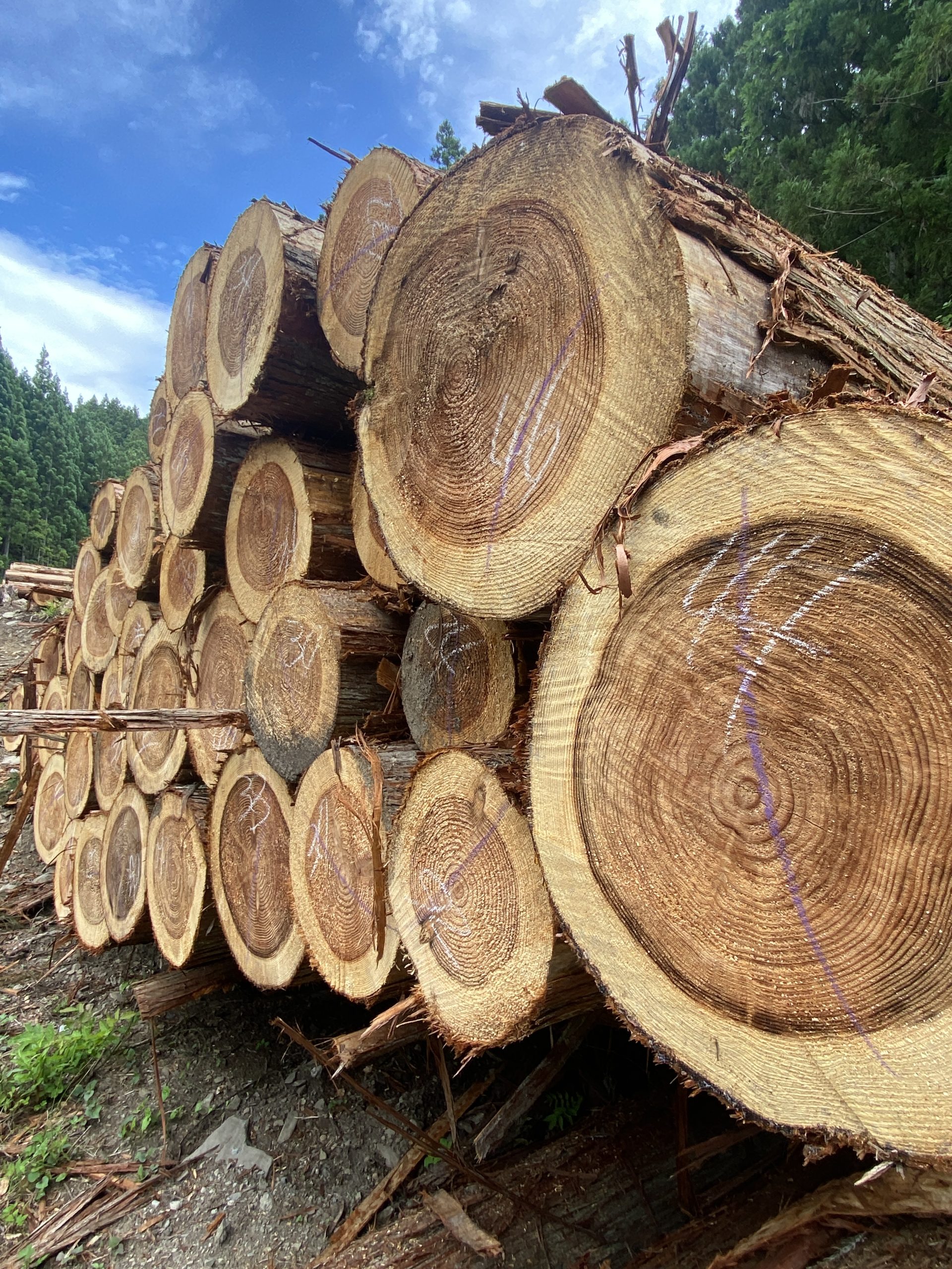 「人や木のぬくもりを形に」株式会社山大