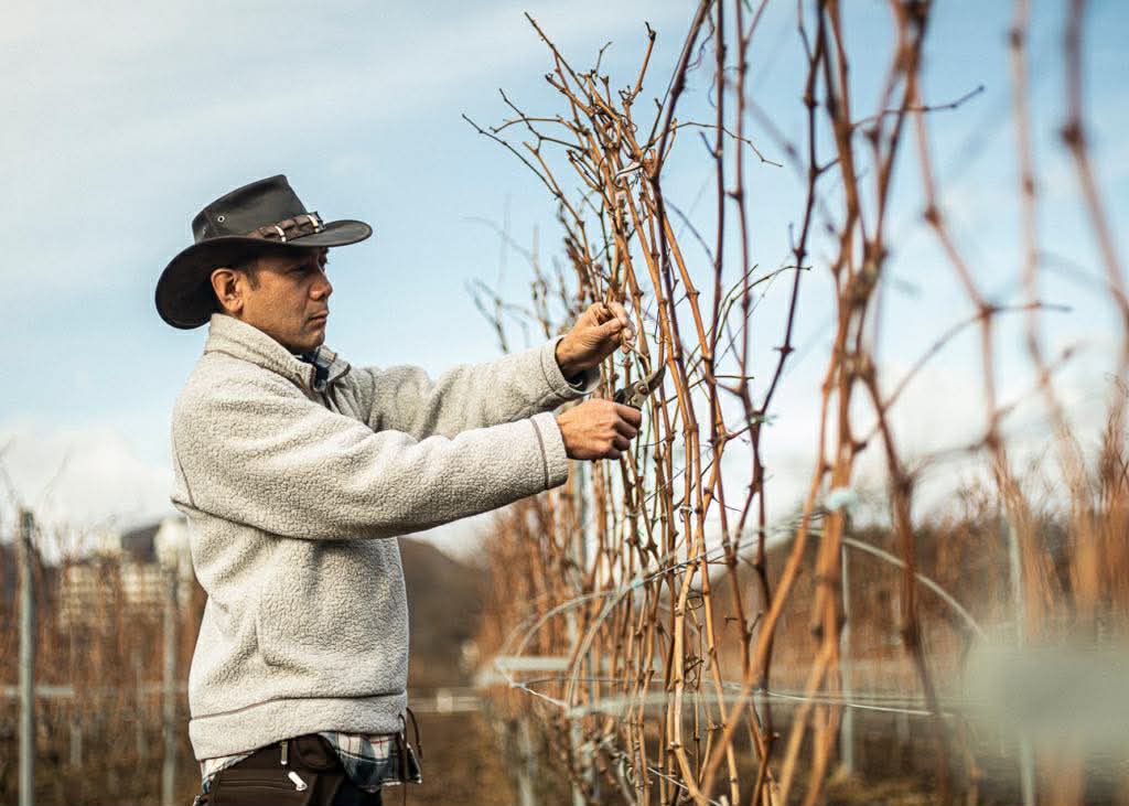 秋保ワイナリーでのツル収穫・加工作業の様子